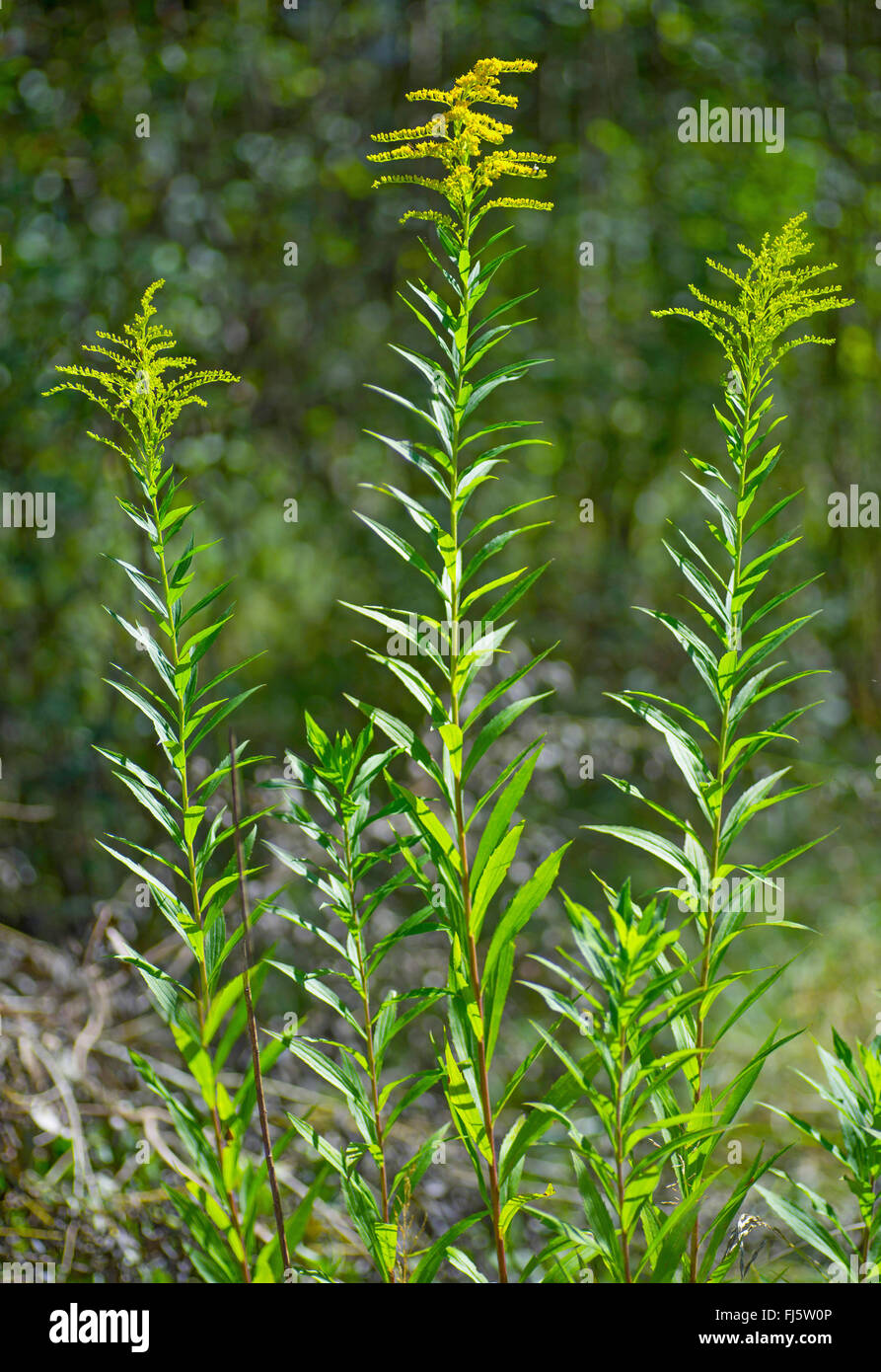 Primi golden-biella, fine oro, oro liscio, liscio tre-oro nervata (Solidago gigantea), fioritura, in Germania, in Baviera, Alta Baviera, Baviera superiore Foto Stock