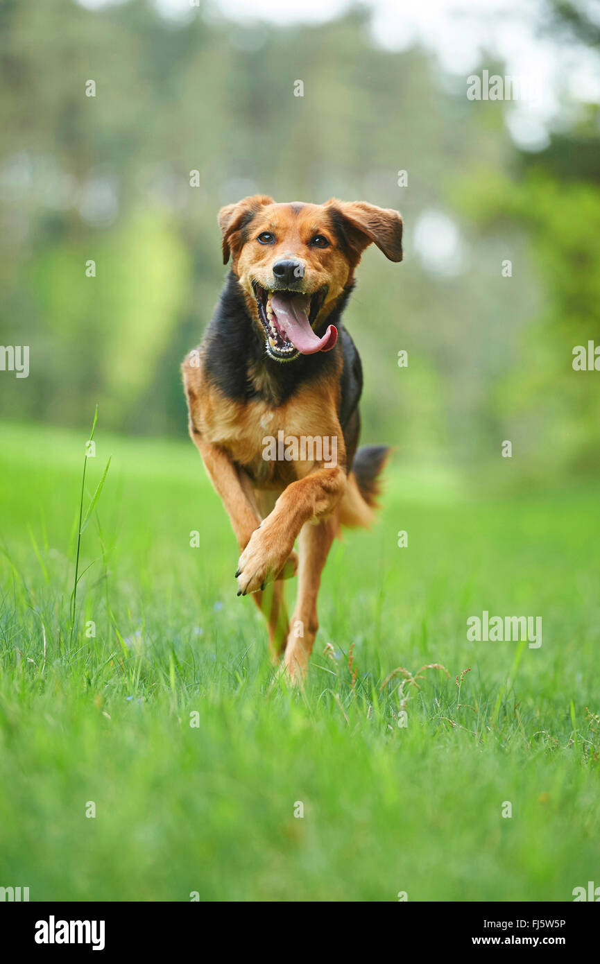 Razza cane (Canis lupus f. familiaris), razza cane con linguetta appendere fuori in esecuzione in un prato, Germania Foto Stock