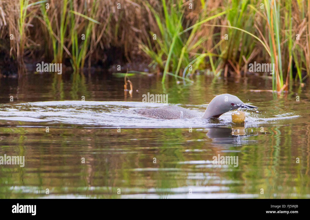 Rosso-throated diver (Gavia stellata), nuoto rosso-throated subacqueo con guscio d'uovo dalla distrutta uova , Norvegia, Troms Foto Stock