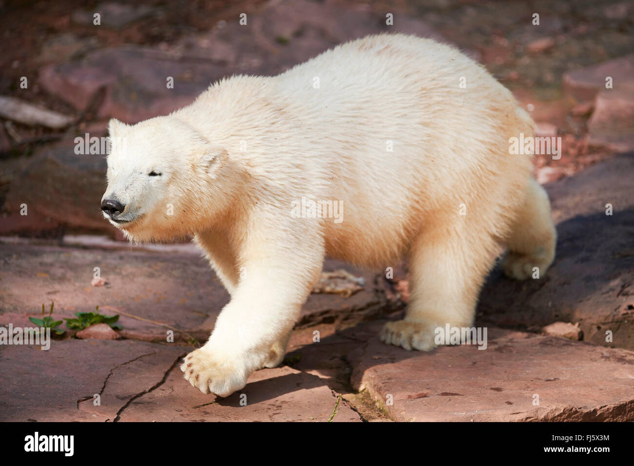 Orso polare (Ursus maritimus), passeggiate animale giovane, vista laterale Foto Stock