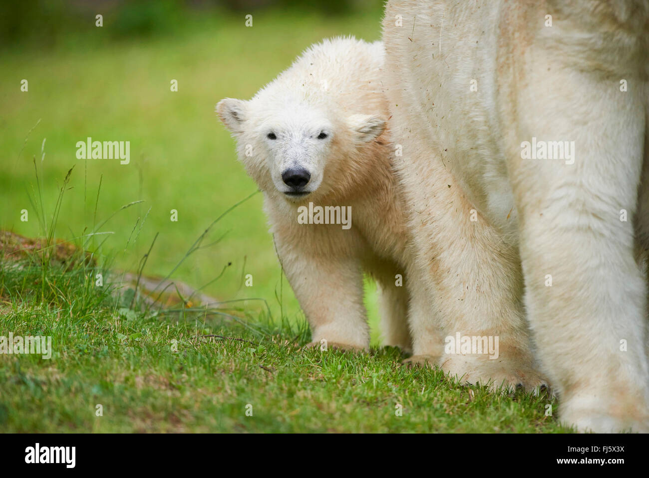 Orso polare (Ursus maritimus), polar bear cub il peering dietro sua madre Foto Stock