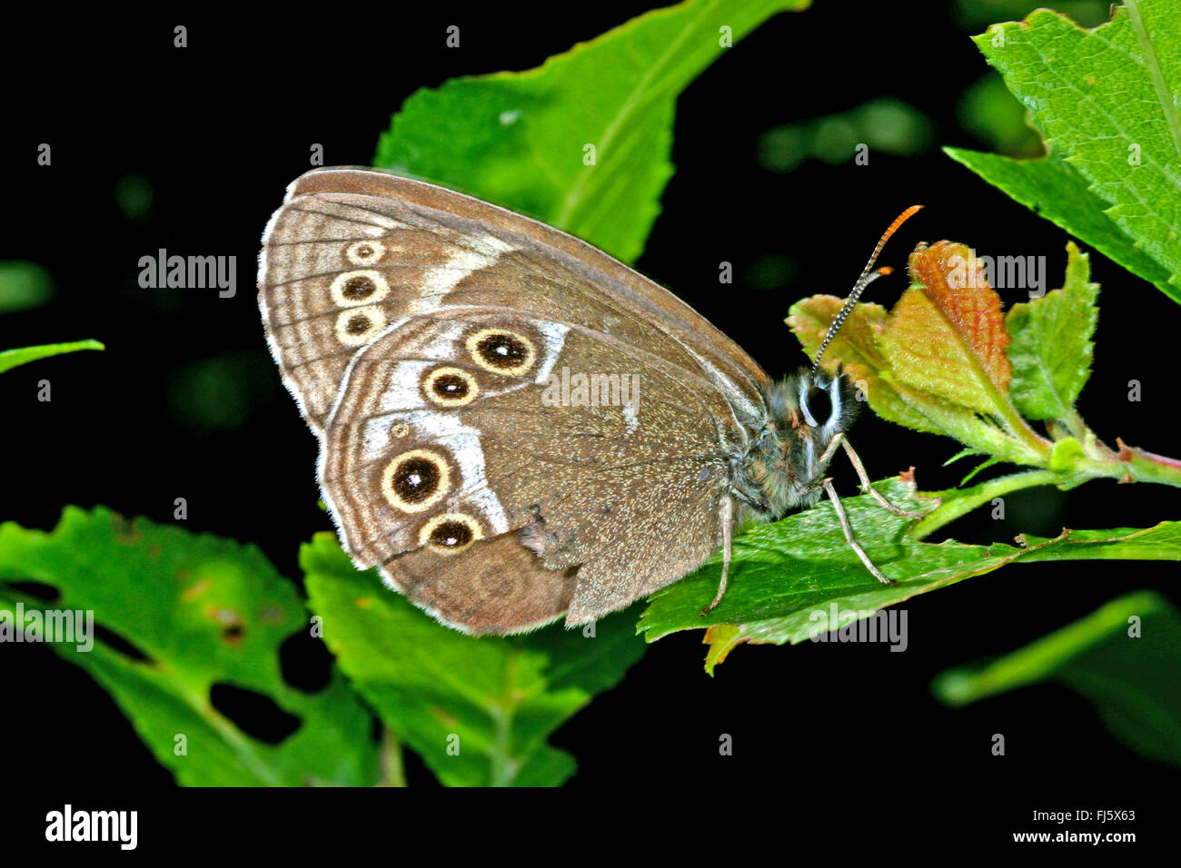 Woodland marrone (Lopinga achine), si siede su una foglia, Germania Foto Stock