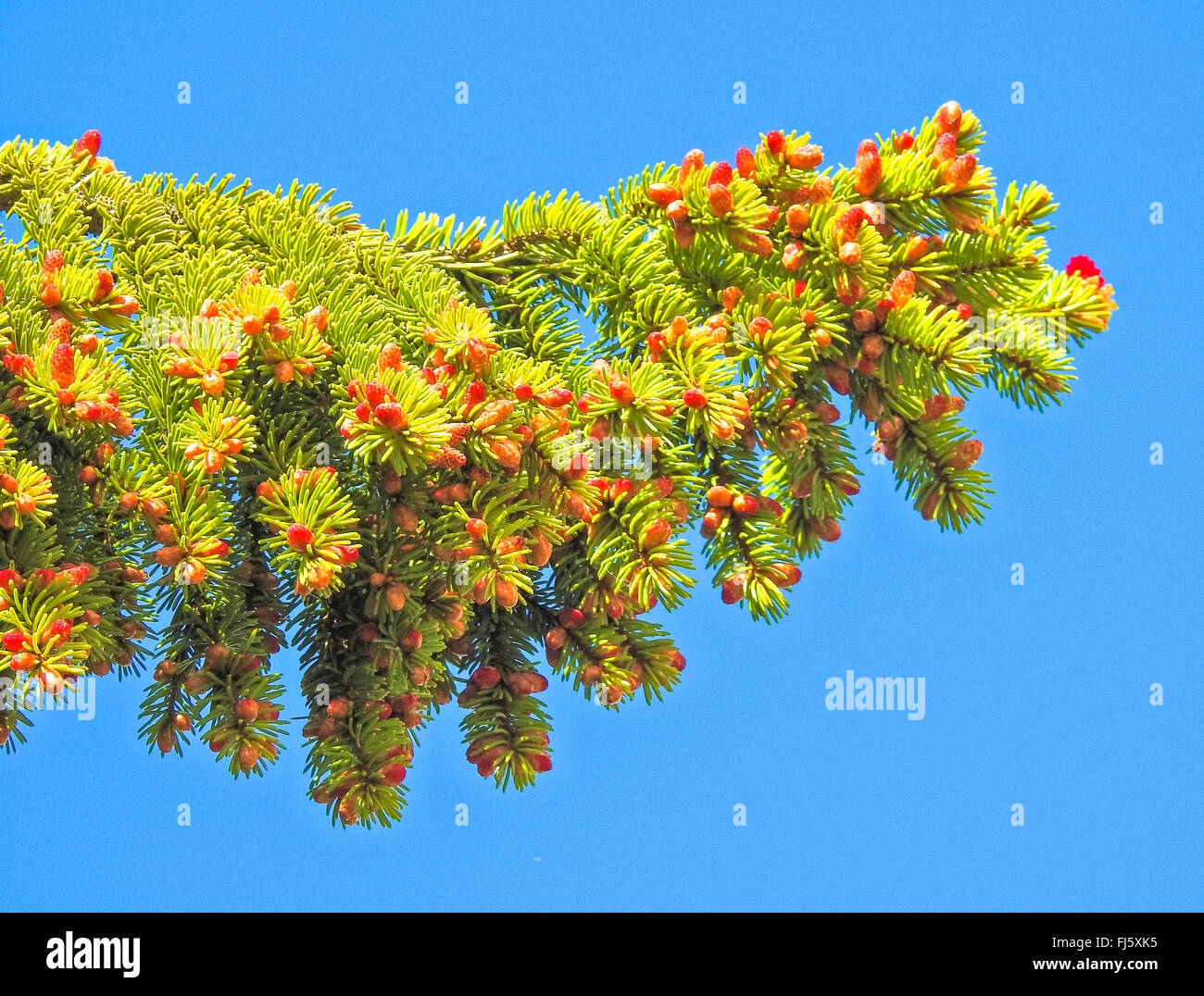 Abete (Picea abies), il ramo con coni di fioritura, Norvegia, Troms Foto Stock