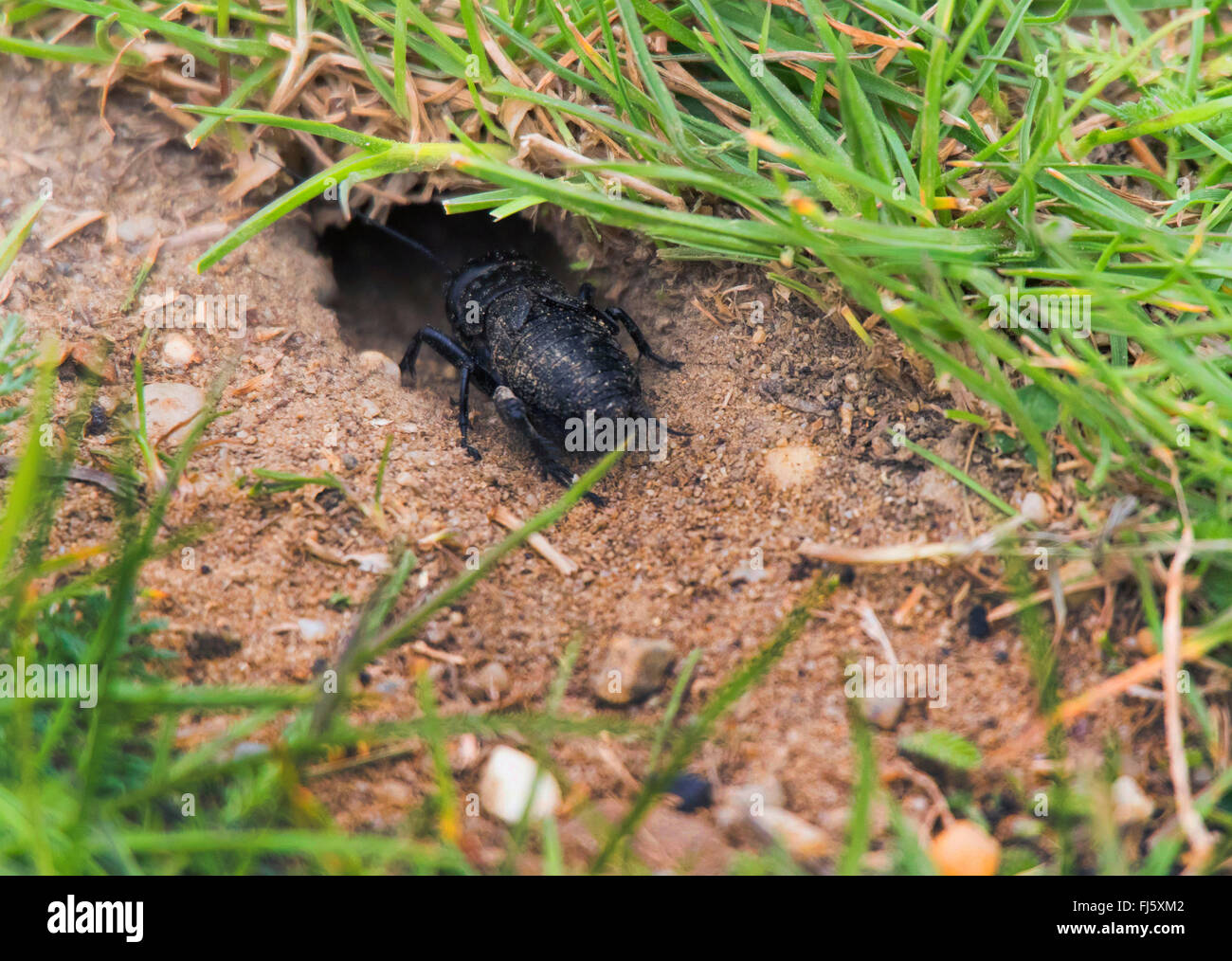 Campo cricket (Gryllus campestris), il campo da cricket di fronte la sua tana, Austria, Burgenland Foto Stock
