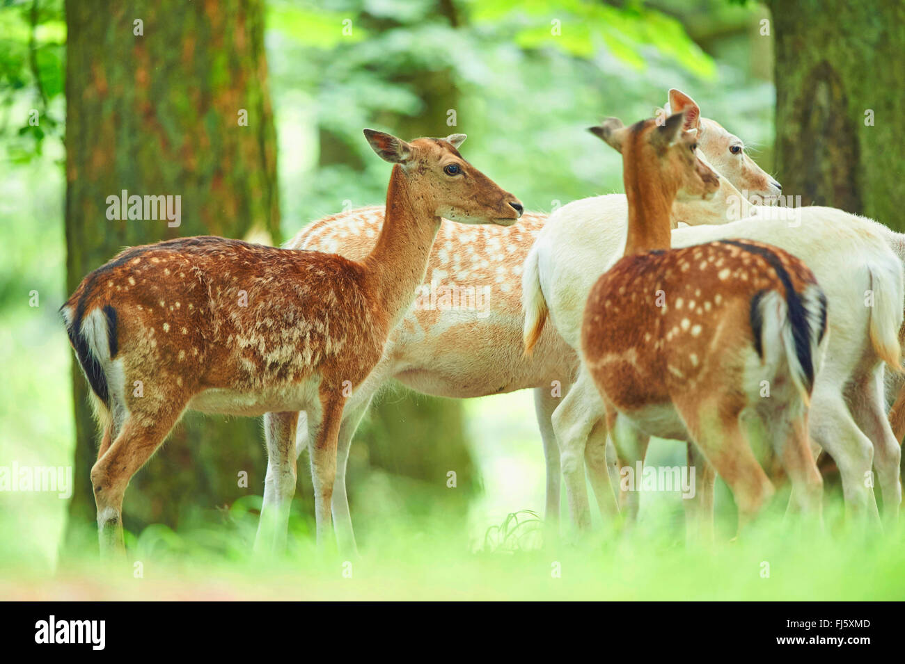 Daini (Dama Dama, Cervus dama), in corrispondenza di una radura, in Germania, in Baviera Foto Stock