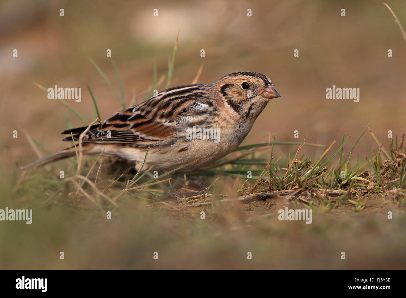 Lapland Bunting (Calcarius lapponicus) Foto Stock