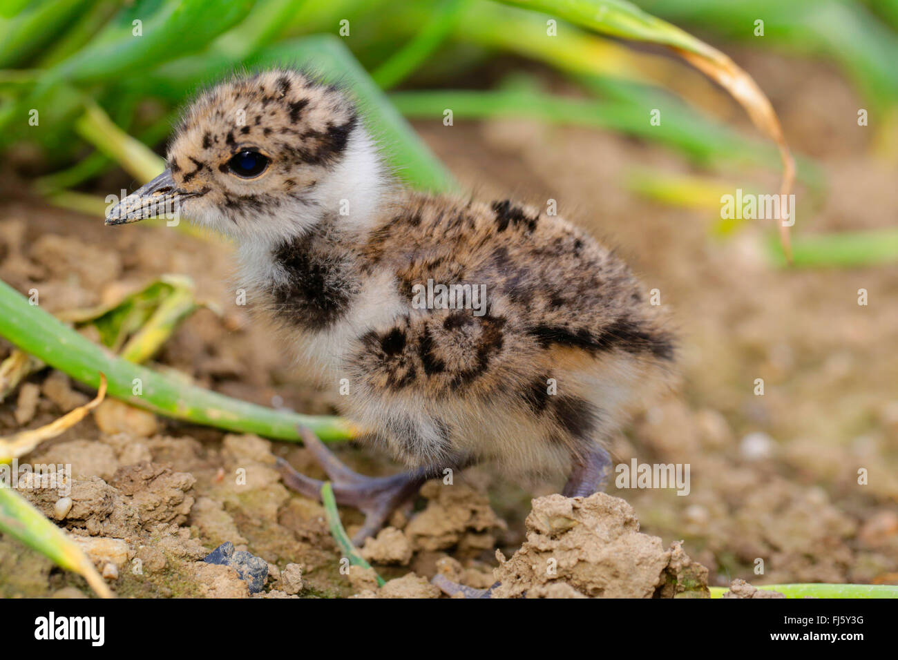 Pavoncella (Vanellus vanellus), tre giorni squeaker su un suolo, in Germania, in Baviera, Rainbow Beach Foto Stock