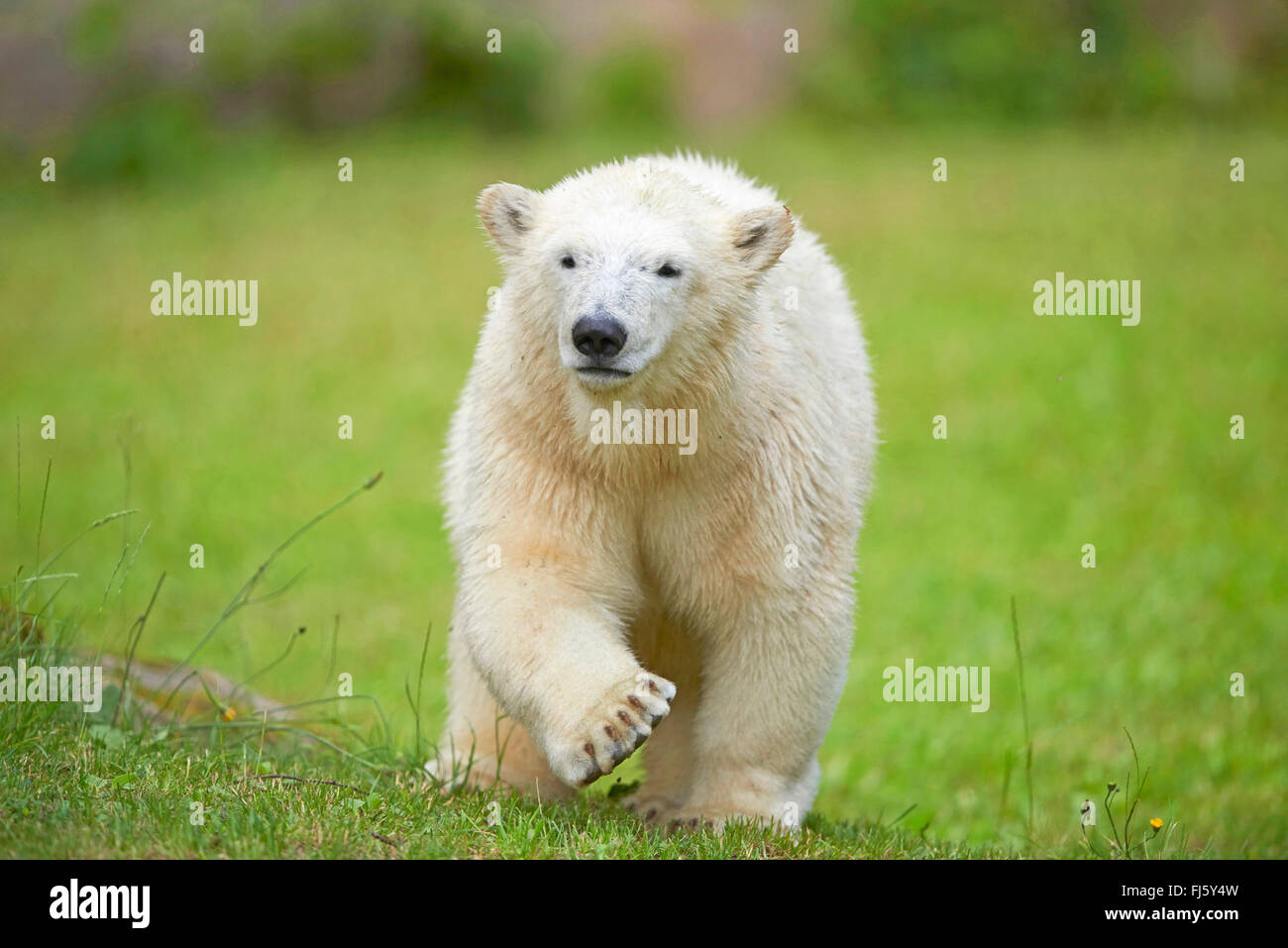 Orso polare (Ursus maritimus), passeggiate in un prato Foto Stock