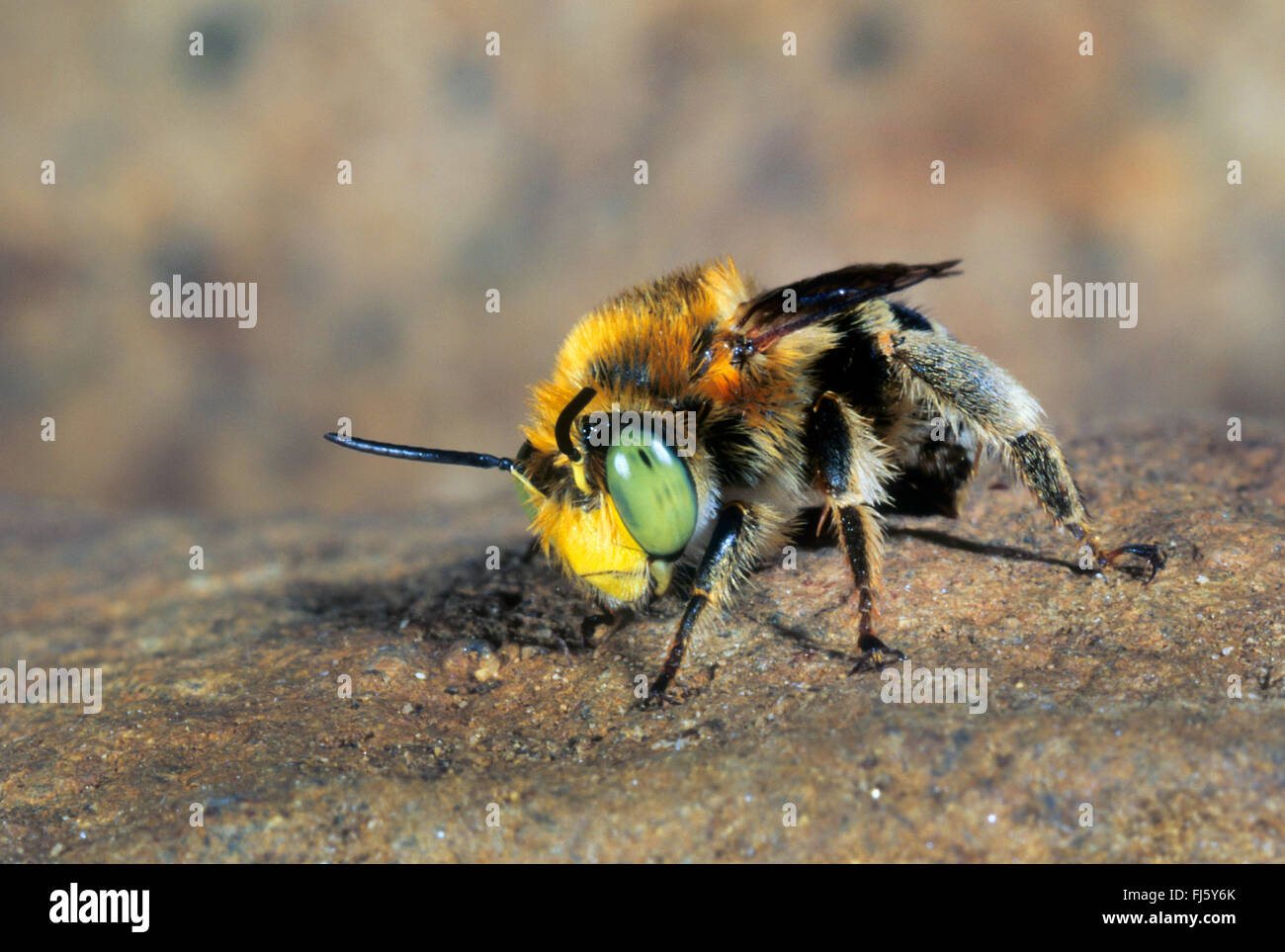 Poco Flower-Bee (Anthophora bimaculata), maschio, Germania Foto Stock
