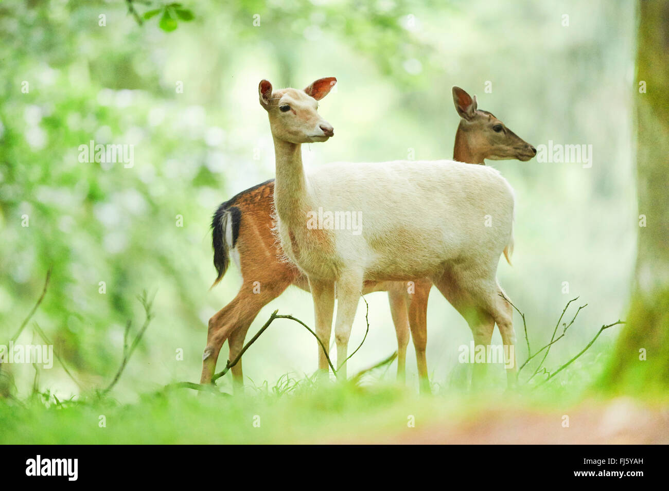 Daini (Dama Dama, Cervus dama), in corrispondenza di una radura, in Germania, in Baviera Foto Stock