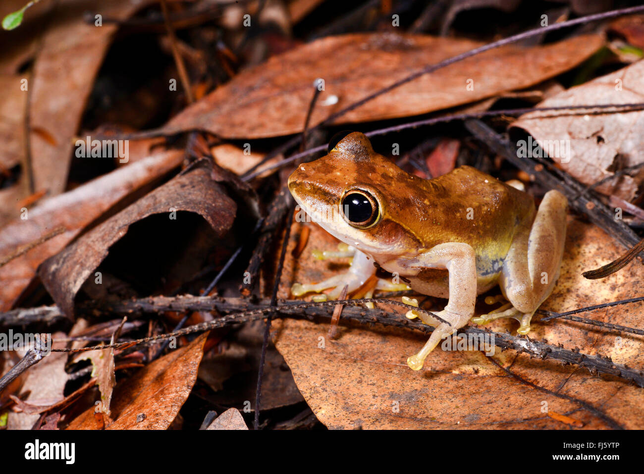 Di Dumeril pimpante Frog (Boophis tephraeomystax, Polypedates tephraeomystax), seduta sul fogliame nella foresta pluviale tropicale, Madagascar, Nosy Be, Lokobe Reserva Foto Stock