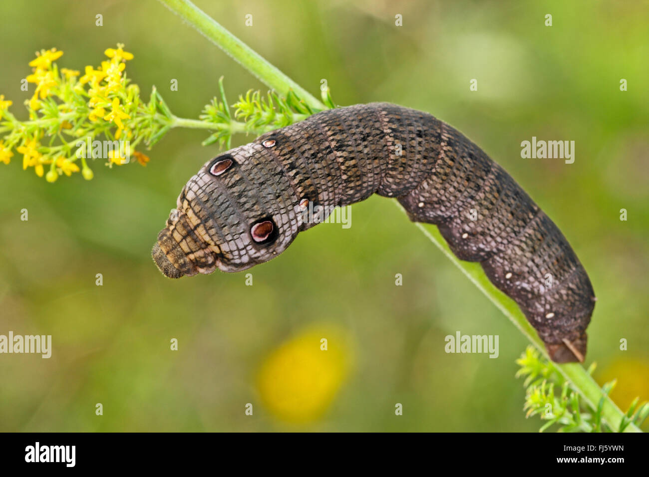 Piccolo elephant hawkmoth, piccole elephant hawk-moth (Deilephila porcellus, Pergesa porcellus), Caterpillar feed su bedstraw, Germania Foto Stock