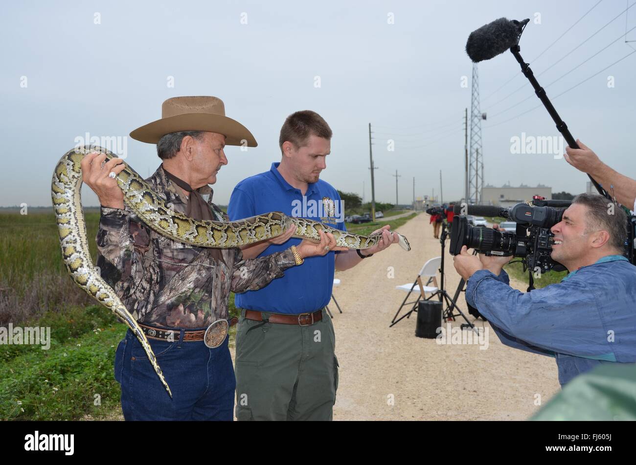 Una Florida Wildlife Control Officer detiene un catturato pitone birmano fino ad un cameraman tv al calcio di inizio per il 2016 Python la sfida in Everglades National Park, 14 gennaio 2016 vicino a Homestead, Florida. Il Python è una specie invasiva introdotta da incidenti e ora a competere direttamente con la parte superiore dei predatori in Everglades ecosistema. Foto Stock