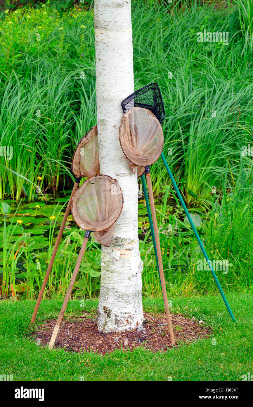 La betulla (Betula spec.), reti dip appoggiata contro un tronco di faggio nei pressi di un laghetto in giardino, Germania Foto Stock