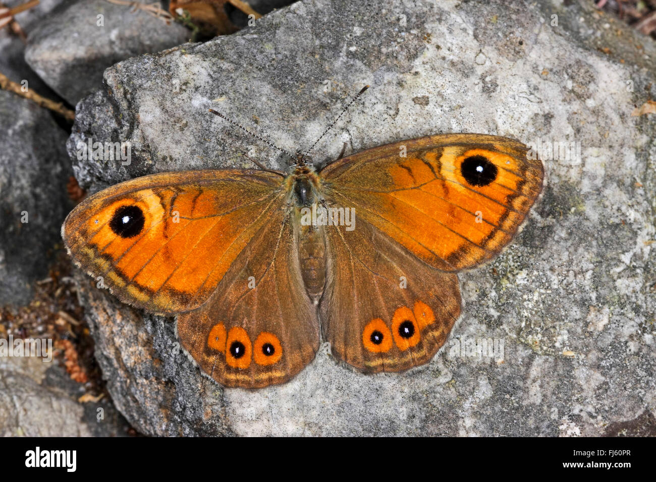 Grande parete marrone, legno-nymph (Lasiommata maera), su una pietra, Germania Foto Stock