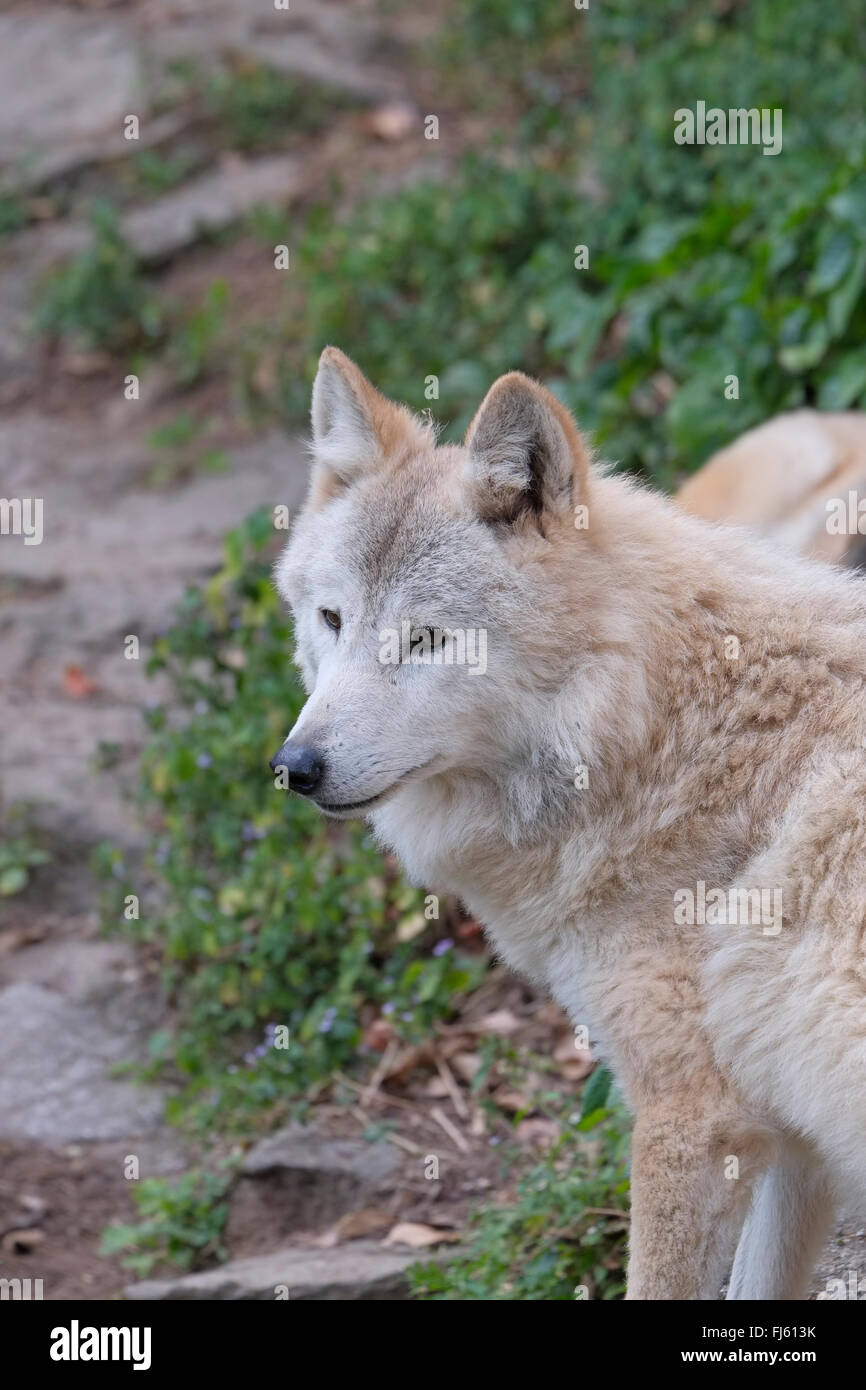 Lupo himalayano, Padmaja Naidu Himalayan Zoological Park, Darjeeling, West Bengal, India. Foto Stock