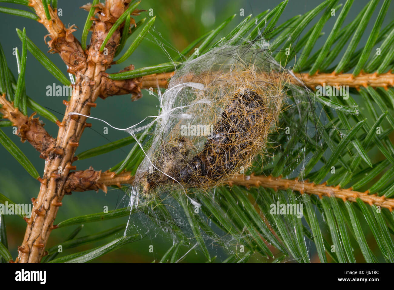 Tannen-Streckfuss (Calliteara abietis), pupa nel bozzolo, Germania Foto Stock