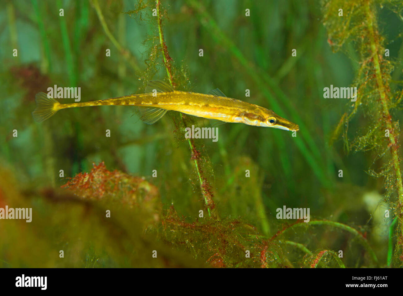 Quindici-spined stickleback (Spinachia spinachia), nuoto Foto Stock