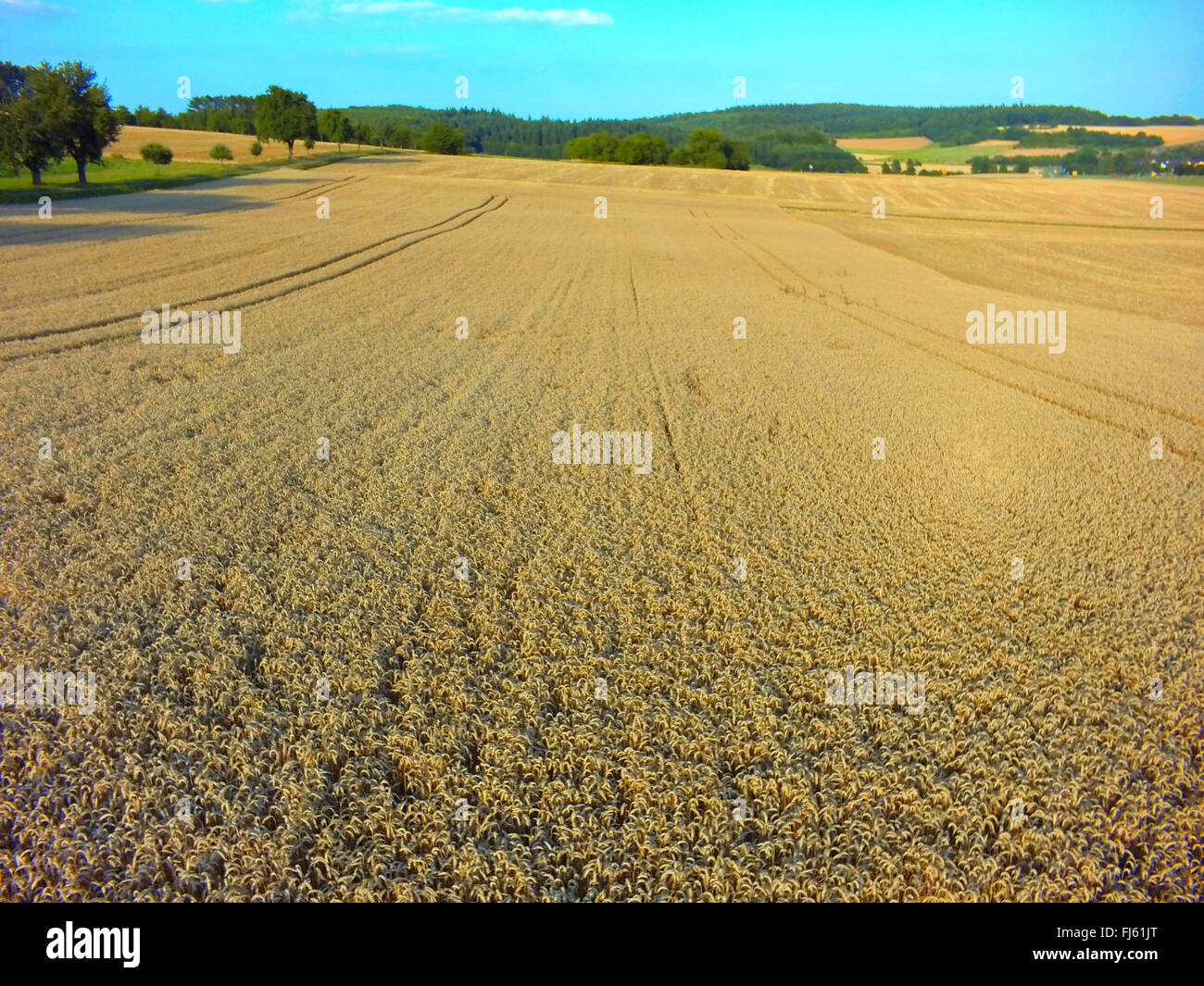 Coppia campo di grano, aria foto, 23.07.2015, vista aerea , Germania, Baden-Wuerttemberg, Odenwald Foto Stock