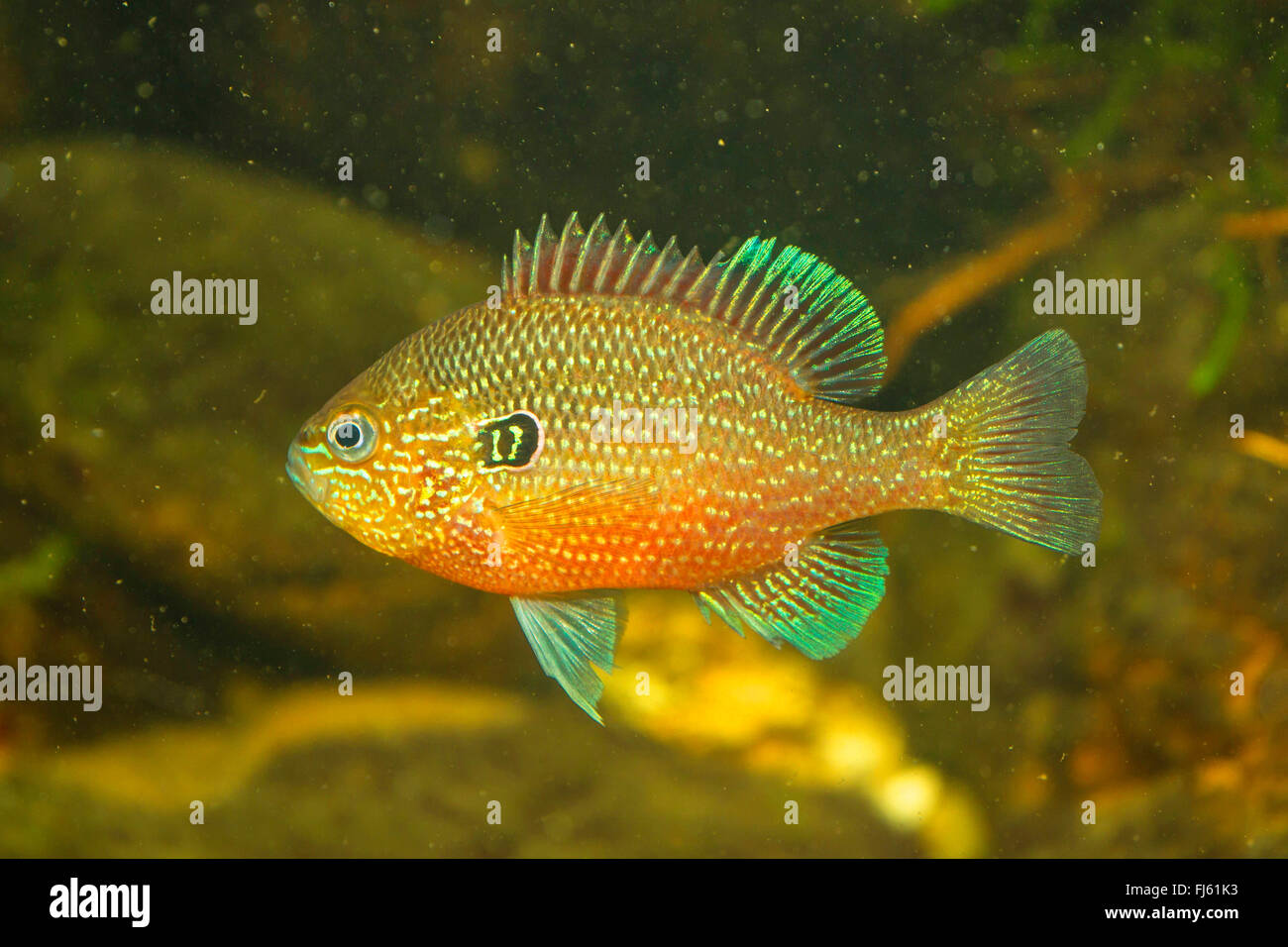 Dollar Sunfish Orientale (Lepomis marginatus), maschio Foto Stock