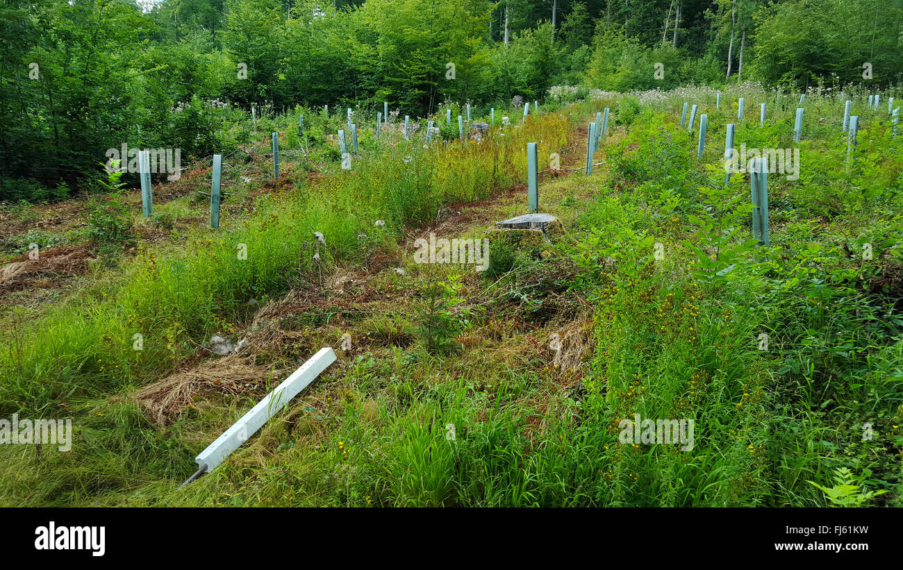Abete (Picea abies), il rimboschimento di un legno di abete rosso su una radura, GERMANIA Baden-Wuerttemberg, Odenwald Foto Stock