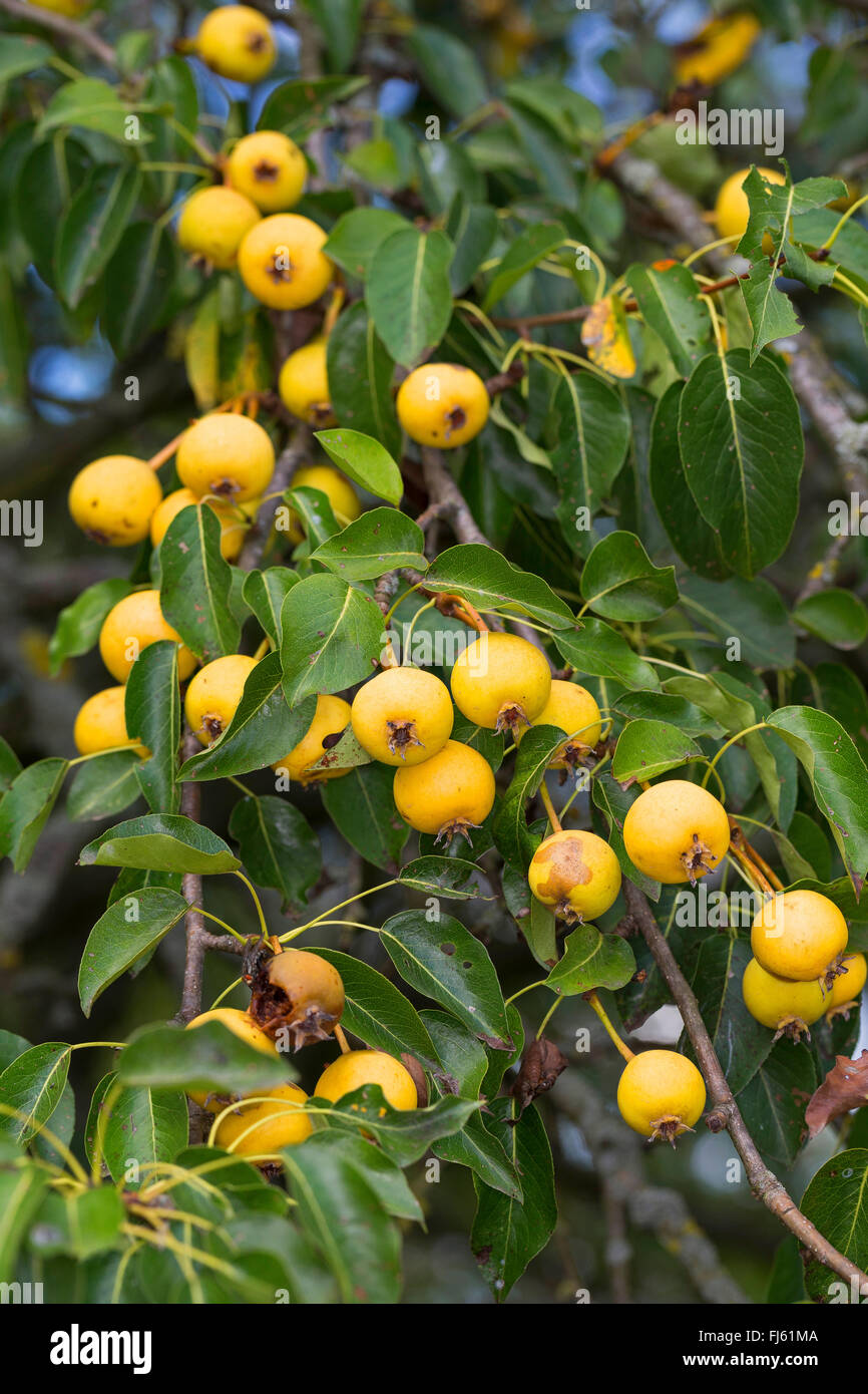 Selvatico europeo pera, Wild pera (Pyrus pyraster), il ramo con frutti, Germania Foto Stock