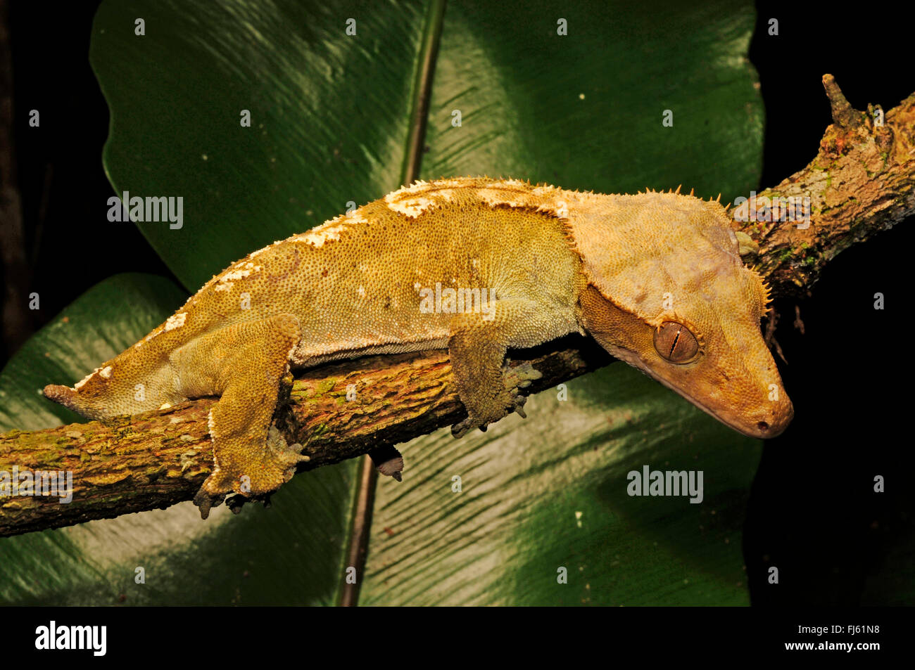 Crested Gecko Gecko di ciglia, nuovo gigante Caledonian gecko (Rhacodactylus ciliatus, Correlophus ciliatus), maschio, Nuova Caledonia, Ile des Pins Foto Stock
