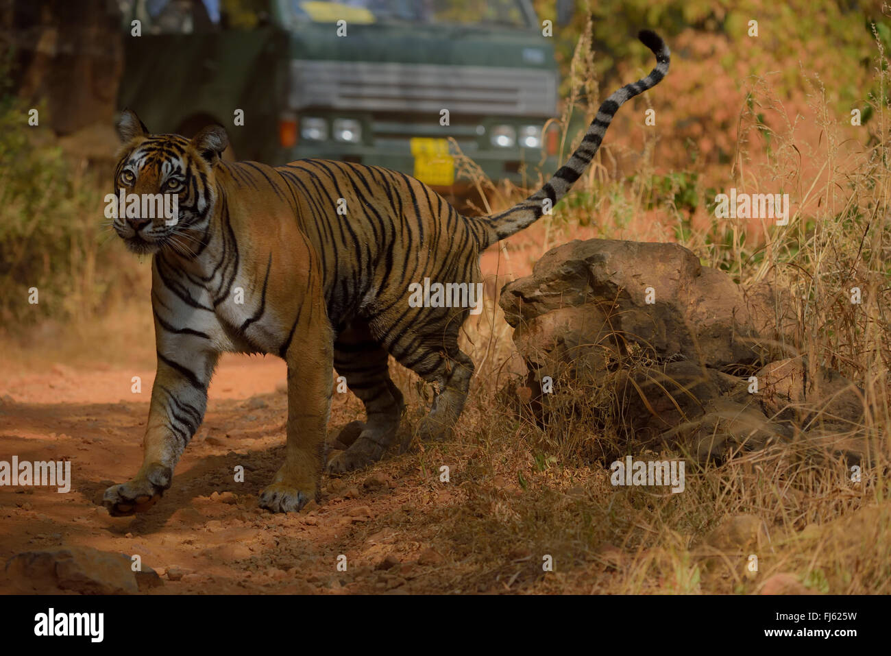 Royal tigre del Bengala femmina alla ranthambhor national park, il Rajasthan in India Foto Stock