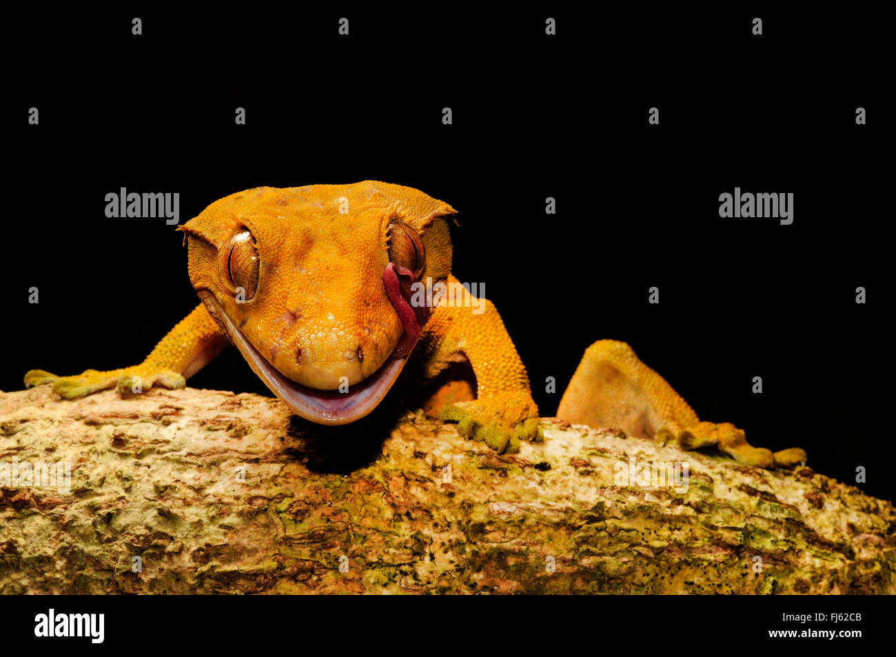 Crested Gecko Gecko di ciglia, nuovo gigante Caledonian gecko (Rhacodactylus ciliatus, Correlophus ciliatus), ritratto, Nuova Caledonia, Ile des Pins Foto Stock