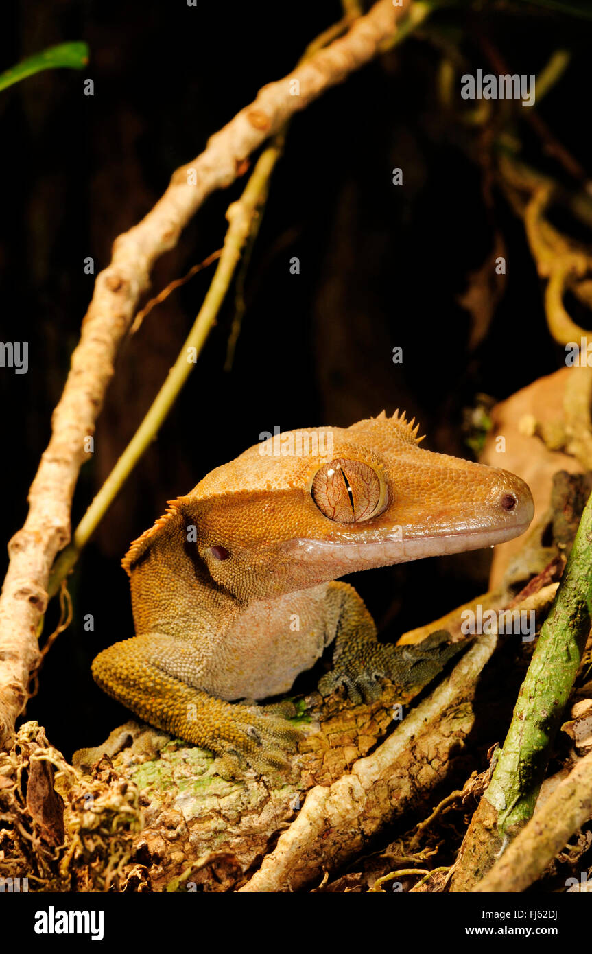 Crested Gecko Gecko di ciglia, nuovo gigante Caledonian gecko (Rhacodactylus ciliatus, Correlophus ciliatus), ritratto, Nuova Caledonia, Ile des Pins Foto Stock