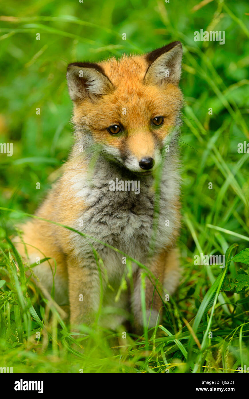 Red Fox (Vulpes vulpes vulpes), Fox cub seduto sull'erba, in Germania, in Renania settentrionale-Vestfalia Foto Stock