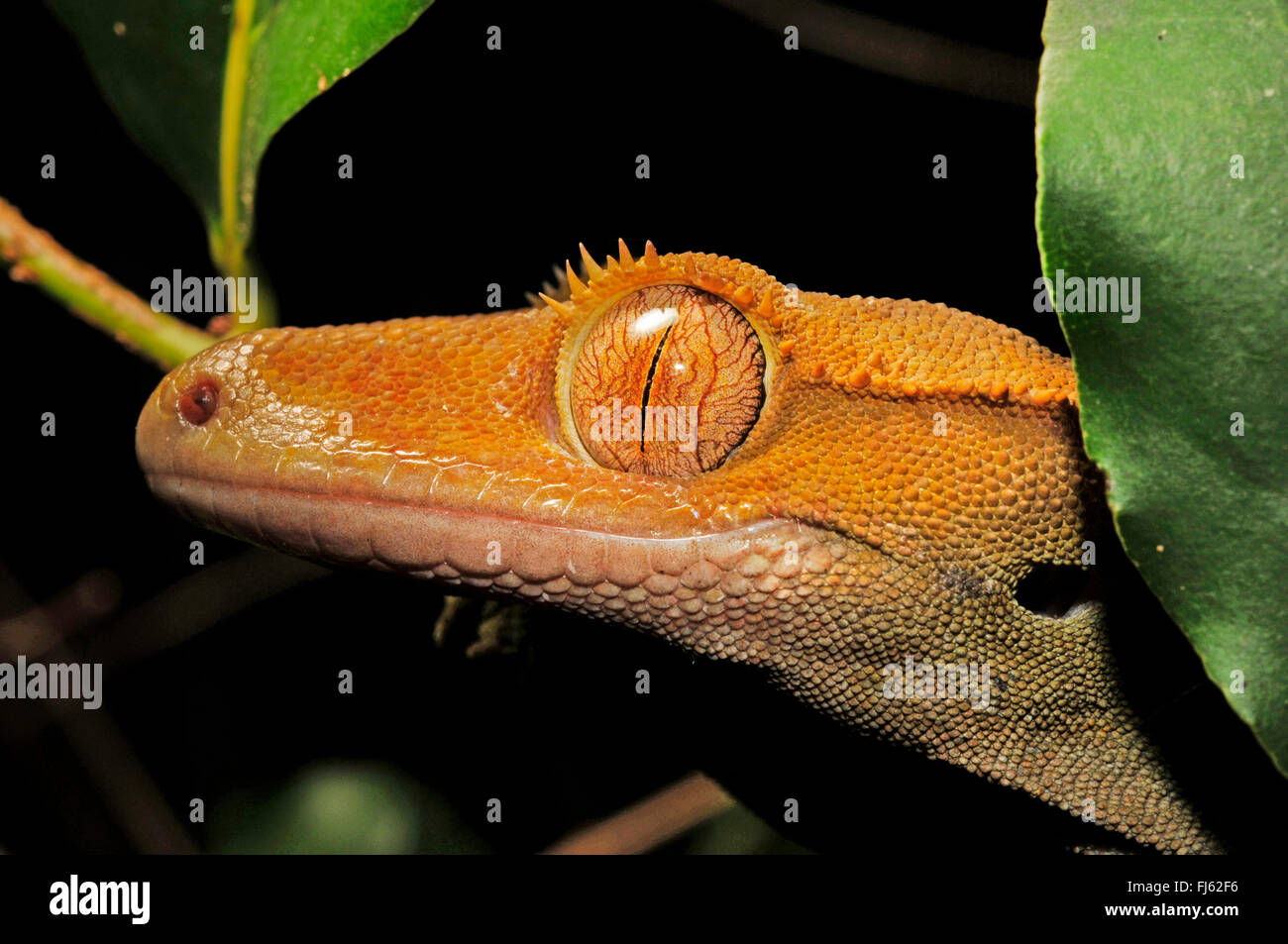 Crested Gecko Gecko di ciglia, nuovo gigante Caledonian gecko (Rhacodactylus ciliatus, Correlophus ciliatus), ritratto, Nuova Caledonia, Ile des Pins Foto Stock