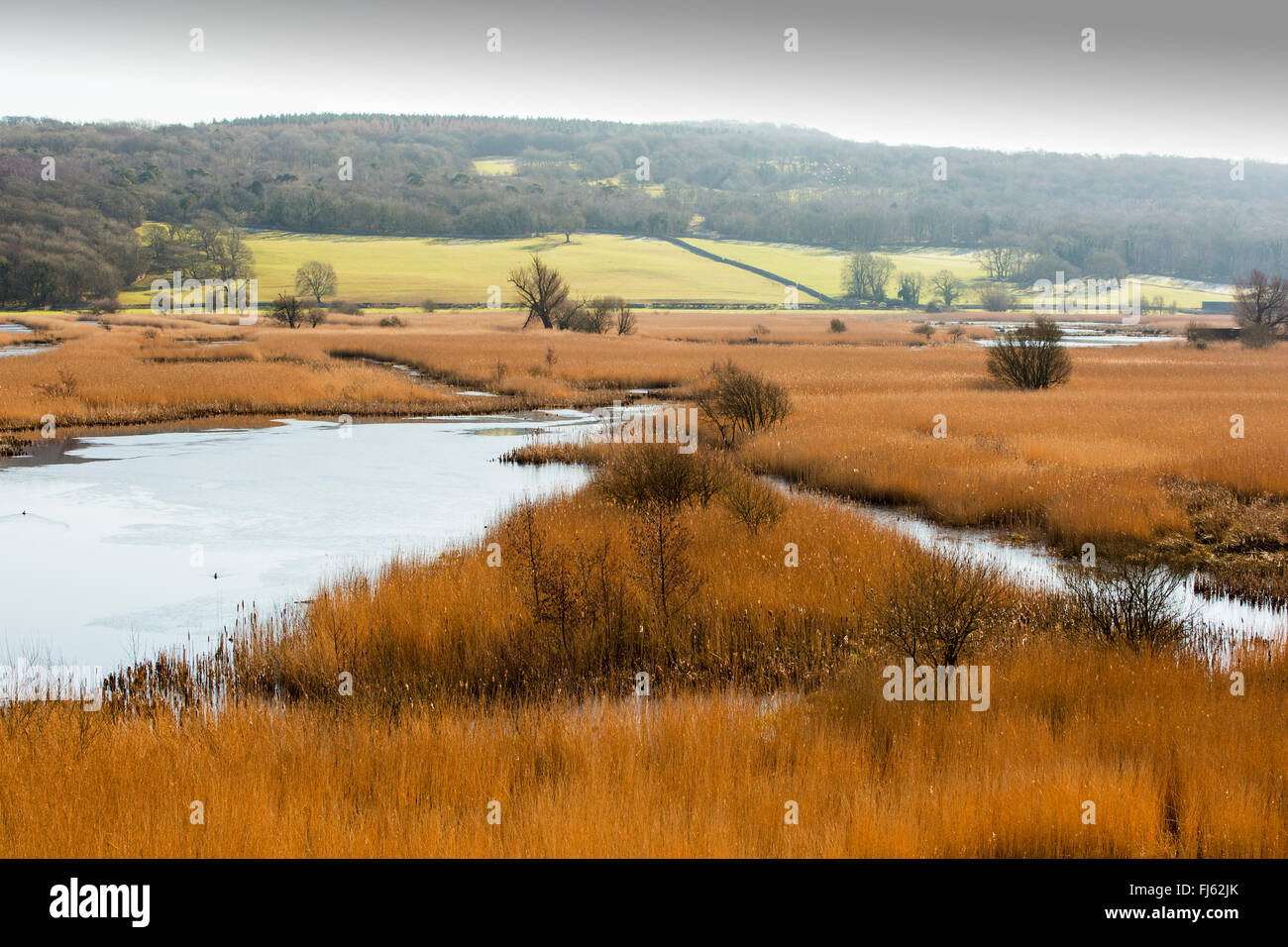 I canneti a RSPB's Leighton moss riserva in Silverdale, Lancashire, Regno Unito. Foto Stock