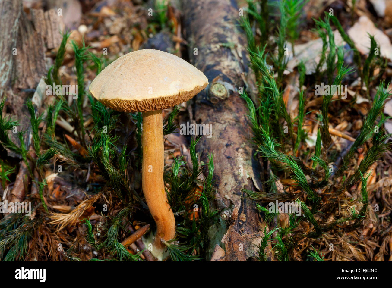 Piccante bolete (Chalciporus piperatus, Boletus piperatus), unico a forma di fungo presente sul suolo della foresta, Germania Foto Stock