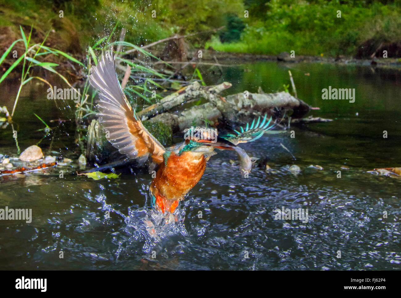 Fiume kingfisher (Alcedo atthis), femmina partendo con pesce catturato dal fiume, in Germania, in Baviera, Isental Foto Stock