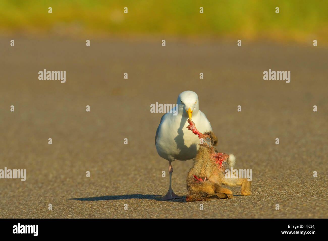 Aringa gabbiano (Larus argentatus), si alimenta di un cadavere, Germania Foto Stock