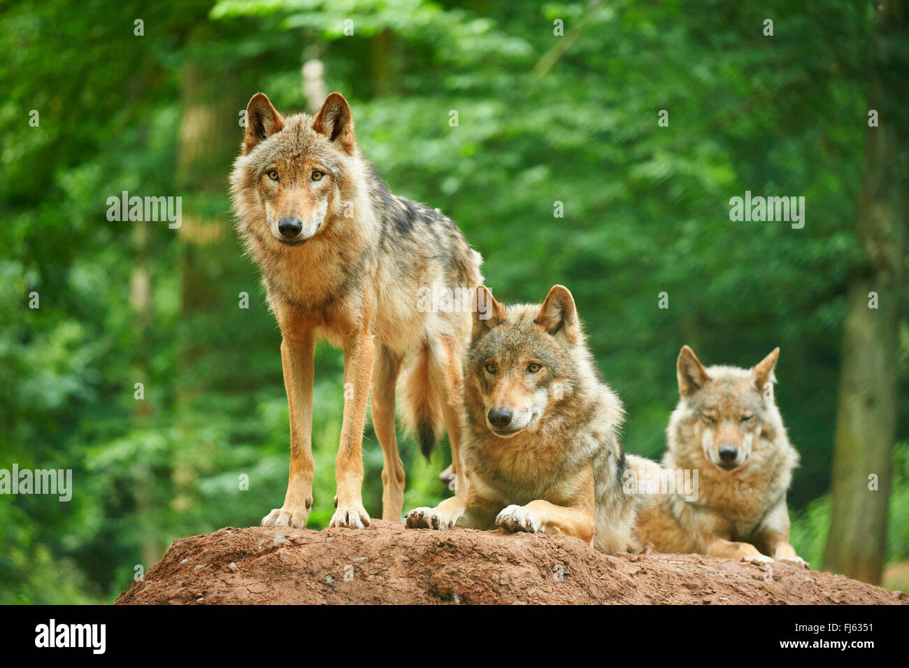 Unione lupo (Canis lupus lupus), tre lupi su una collina in una foresta, in Germania, in Baviera Foto Stock Unione lupo (Canis lupus lupus), tre lupi su una collina in una foresta, in Germania, in Baviera Foto Stock