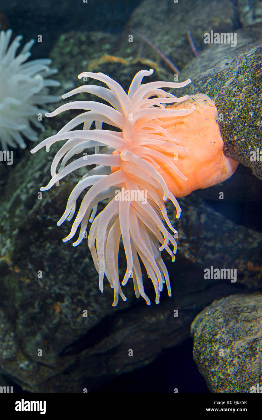 Deeplet anemone marittimo (Bolocera tuediae), su una pietra Foto Stock