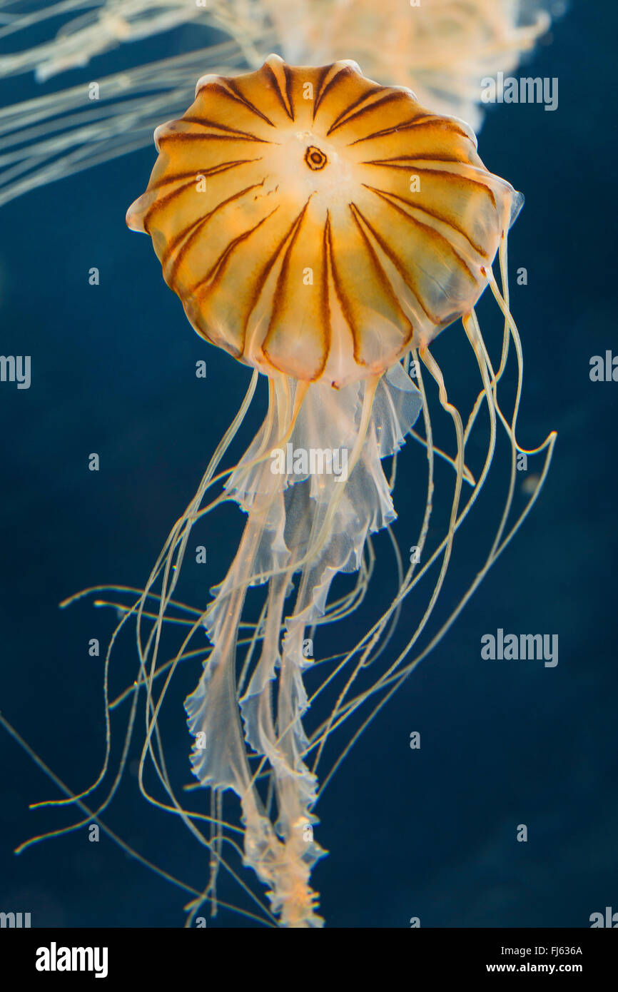 Compass meduse, rosso-nastrare medusa (Chrysaora hysoscella), galleggiante in acqua Foto Stock