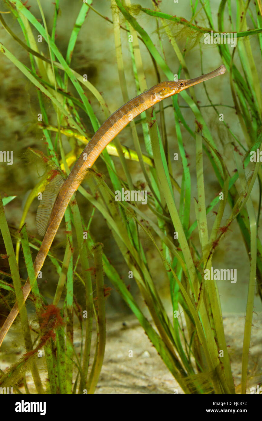 Grande pipefish, maggiore (pipefish Syngnathus acus), tra erba di mare Foto Stock