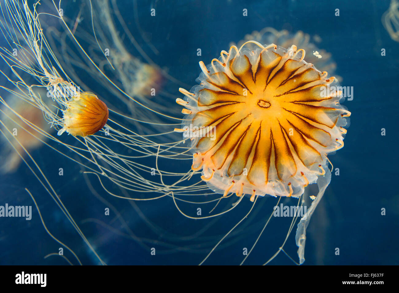 Compass meduse, rosso-nastrare medusa (Chrysaora hysoscella), due meduse bussola Foto Stock