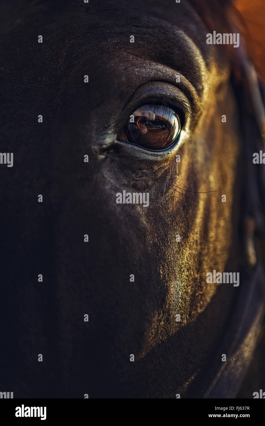 Vista ingrandita di un avviso cavallo nero occhio con riflessioni. Profondità di campo. Foto Stock