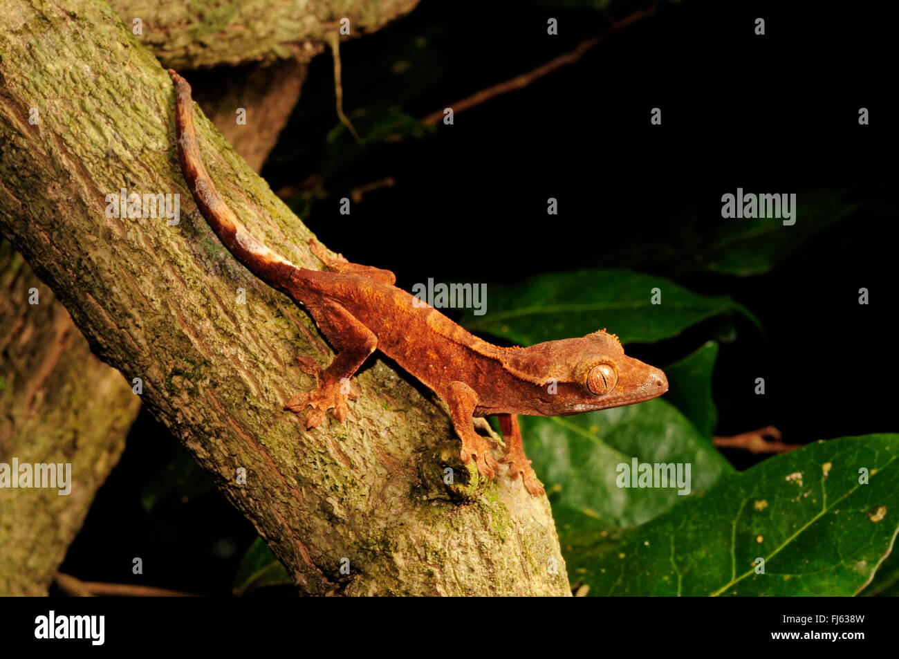 Crested Gecko Gecko di ciglia, nuovo gigante Caledonian gecko (Rhacodactylus ciliatus, Correlophus ciliatus), capretti, Nuova Caledonia, Ile des Pins Foto Stock