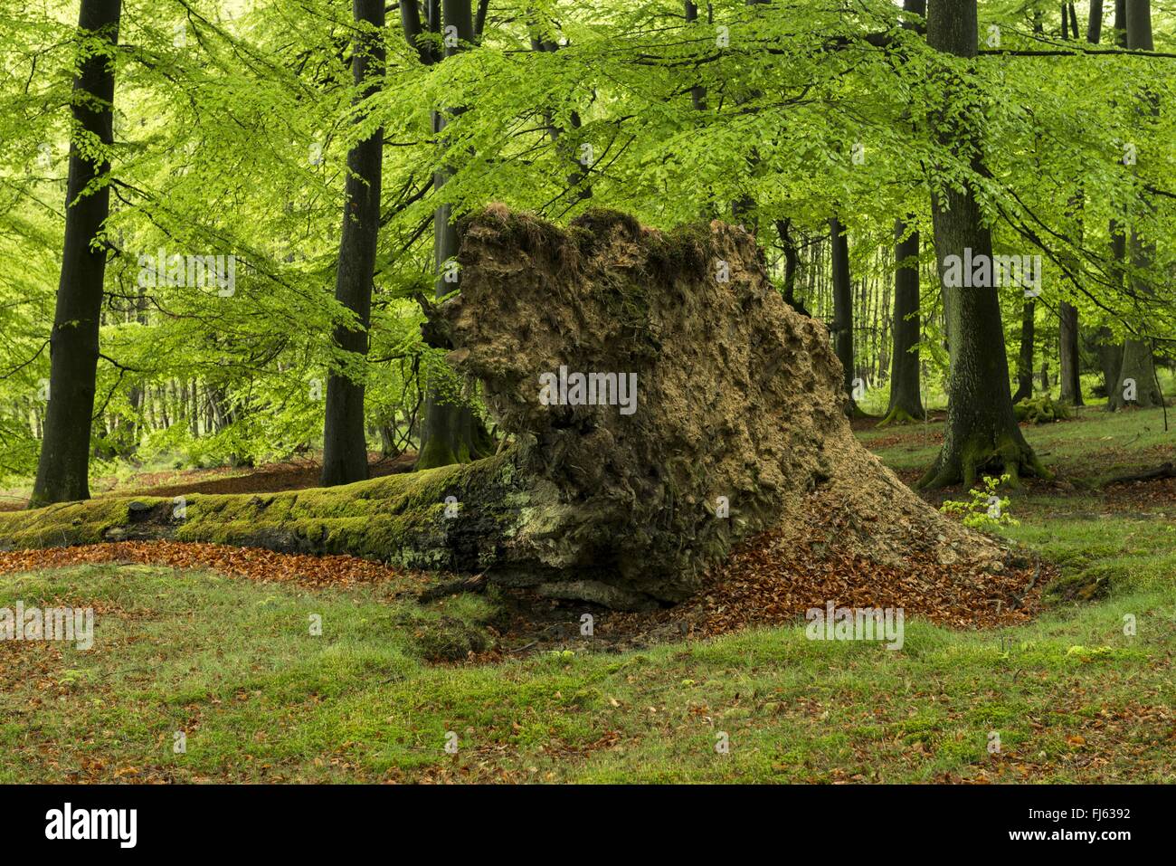 Comune di faggio (Fagus sylvatica), marciume trunke alberi in una foresta naturale al Arnsberger Wald, in Germania, in Renania settentrionale-Vestfalia, Sauerland, Foresta di Arnsberg Natura Park Foto Stock