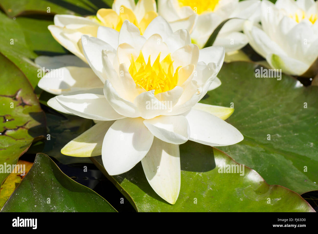 Ninfea bianca, white pond lily (Nymphaea alba), fiore, in Germania, in Baviera, Alta Baviera, Baviera superiore Foto Stock