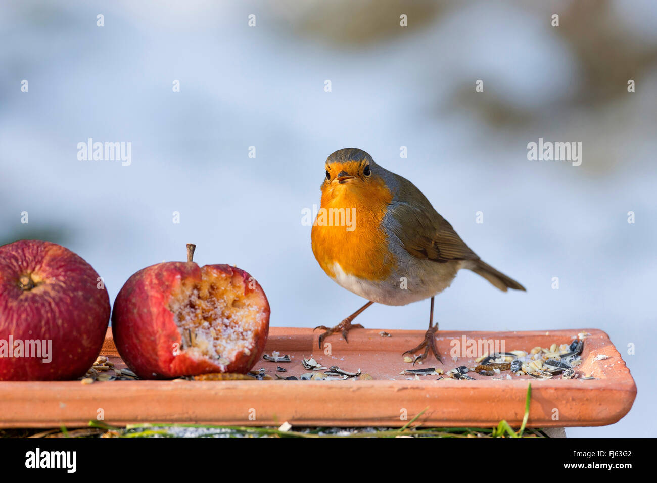 Unione robin (Erithacus rubecula), alimentando sul terreno con Apple, alimentazione di uccelli in inverno, Germania Foto Stock