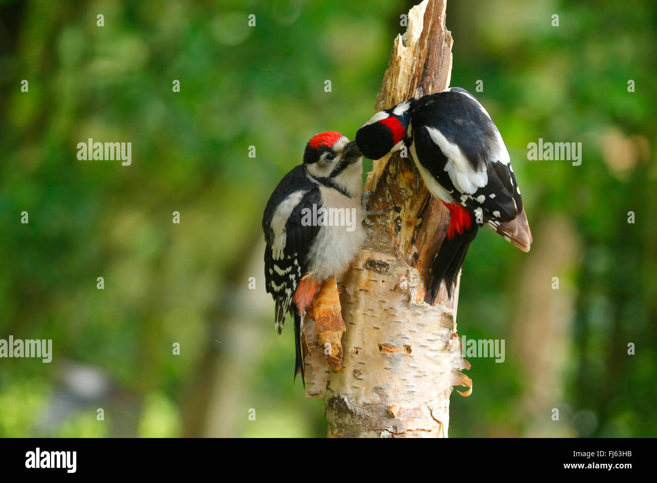 Picchio rosso maggiore (Picoides major, Dendrocopos major), Adulto alimenta i capretti, in Germania, in Renania settentrionale-Vestfalia Foto Stock