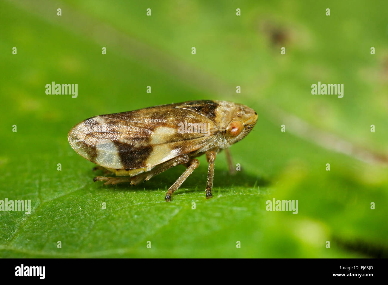Prato Froghopper, cuculo spit (Philaenus spumarius), si siede su una foglia, Germania Foto Stock