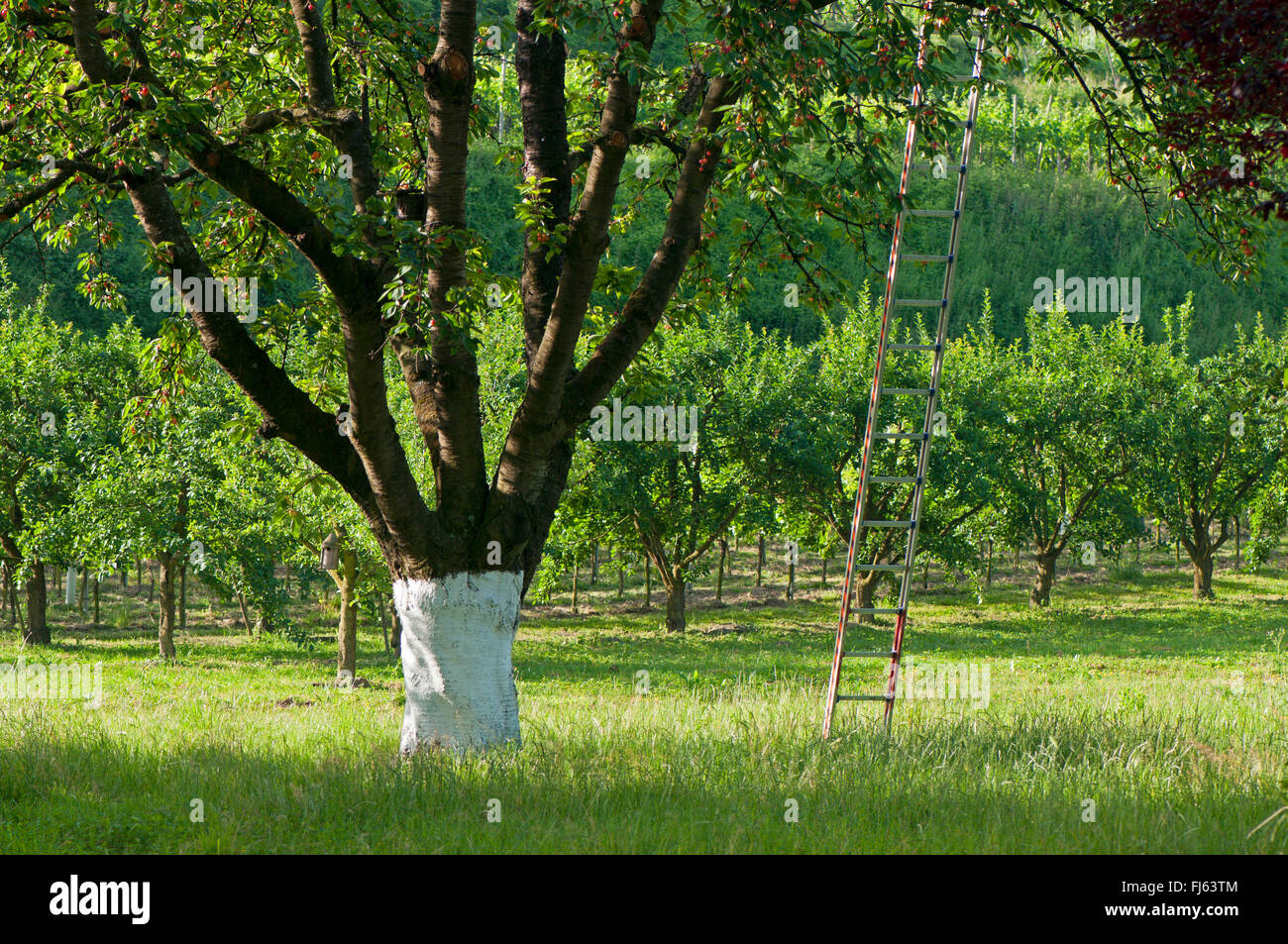 Il ciliegio, ciliegio dolce (Prunus avium), il vecchio albero ciliegio con scaletta, GERMANIA Baden-Wuerttemberg, Kaiserstuhl Foto Stock