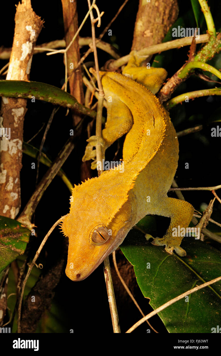 Crested Gecko Gecko di ciglia, nuovo gigante Caledonian gecko (Rhacodactylus ciliatus, Correlophus ciliatus), salite in un arbusto, Nuova Caledonia, Ile des Pins Foto Stock